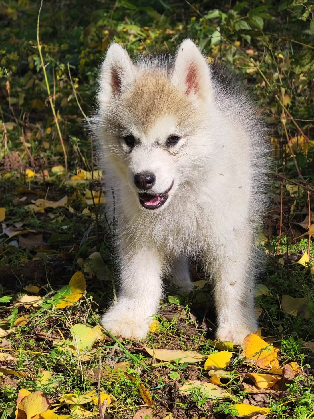 Why Wire Slicker Brushes Make Shedding Worse (And What Actually Traps Floating Undercoat