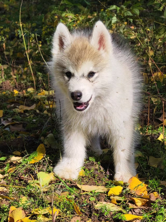 Why Wire Slicker Brushes Make Shedding Worse (And What Actually Traps Floating Undercoat