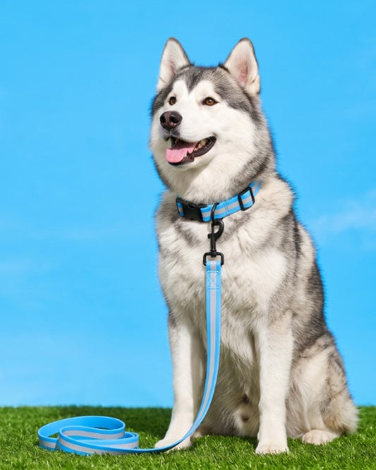 BD Warp® All-Weather Waterproof Reflective PVC Dog Collar & Leash Set - Blue Edition with Baobao Lifestyle