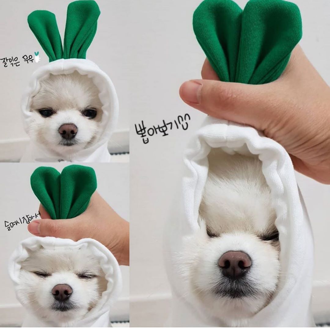 BD Warp™ Warm Fleece Fruit Hoodies for Small Dogs & Puppies
