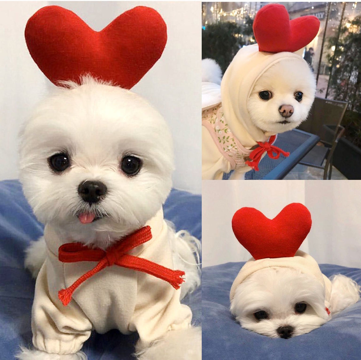 BD Warp™ Warm Fleece Fruit Hoodies for Small Dogs & Puppies