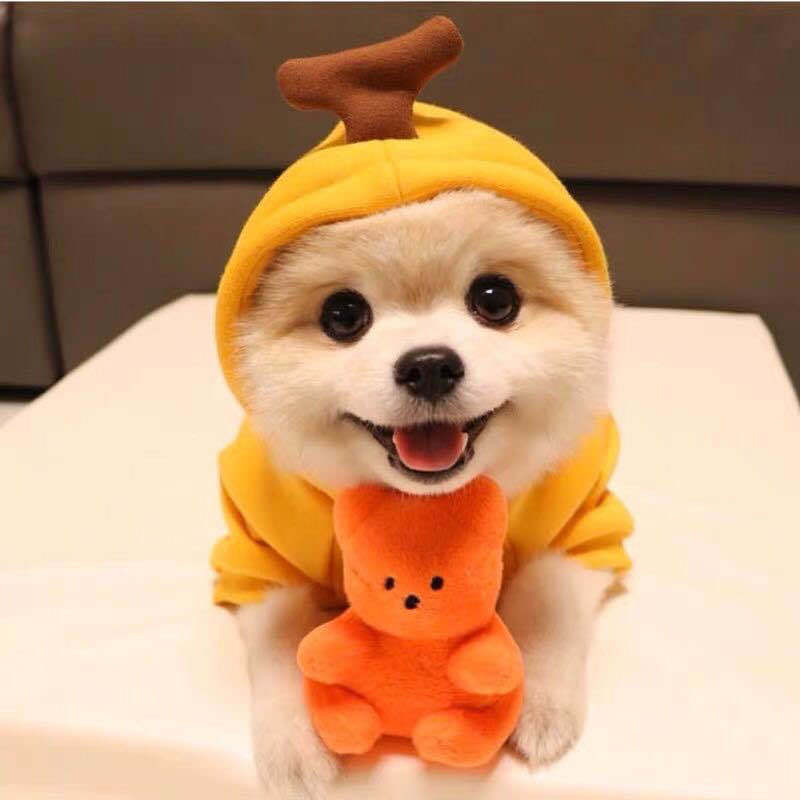 BD Warp™ Warm Fleece Fruit Hoodies for Small Dogs & Puppies