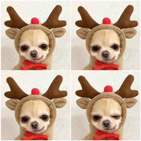 BD Warp™ Warm Fleece Fruit Hoodies for Small Dogs & Puppies
