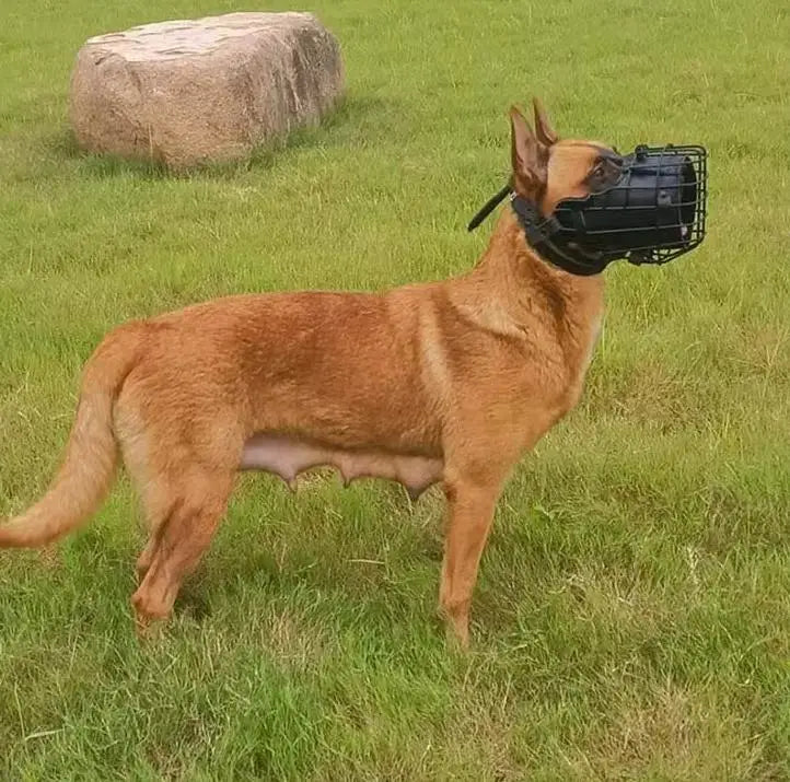 Us in Stock Stainless Steel Wire Dog Muzzle - Breathable Anti-Bite Cage Muzzle for Medium/Large Working Dogs