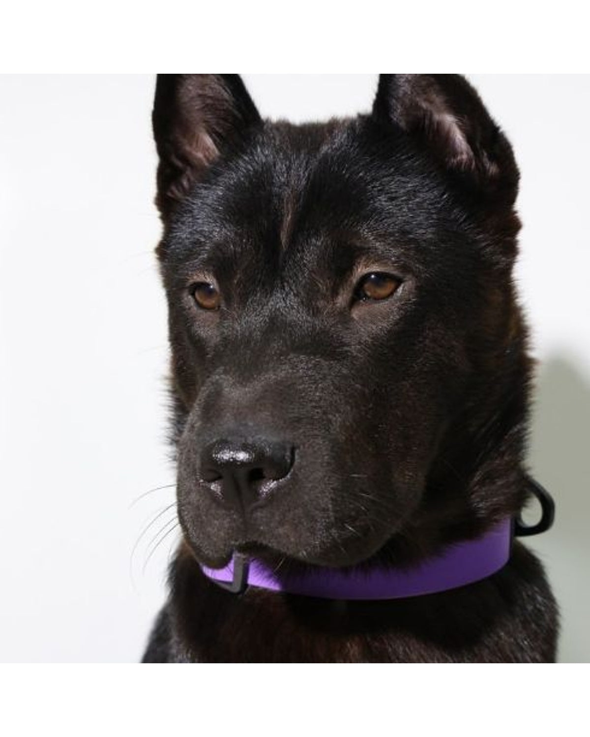 BD Warp™ Honeycomb Collar - Studio Model Dog Wearing Royal Purple & Volt Lime Collar