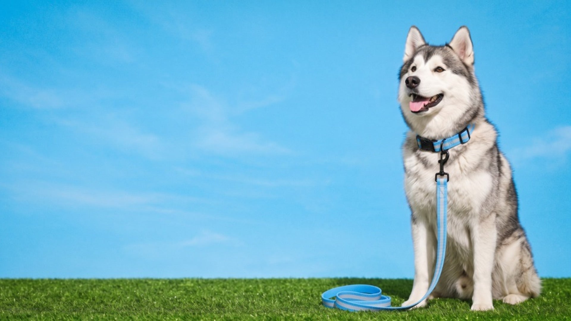MUD DRIES. ODORS DON'T STICK. WALKS HAPPEN ANYWAY.